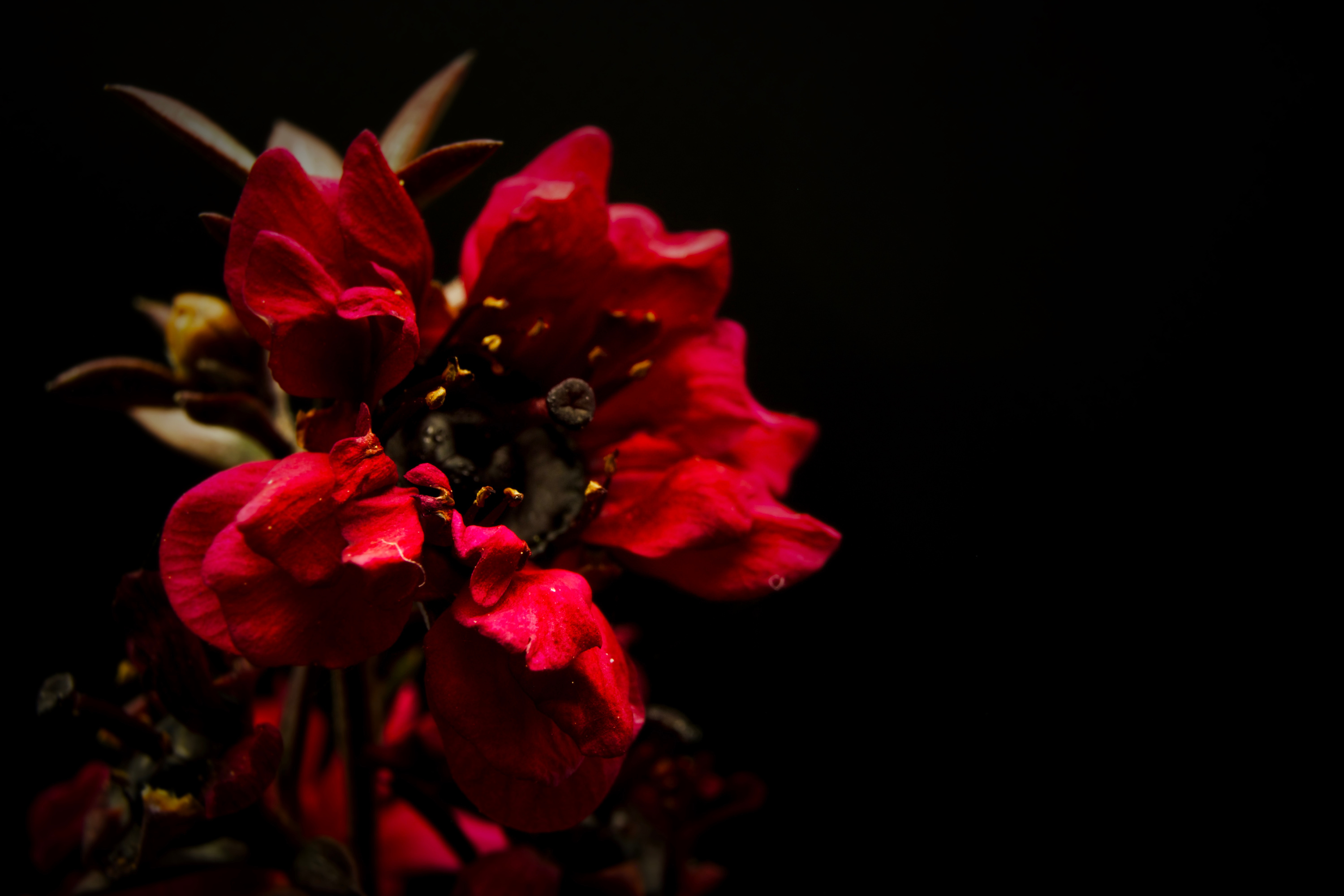 Full Bloom Red Flower